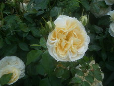 Rose mit dem Namen Lions-Rose, die in den Herrenhäuser Gärten wächst